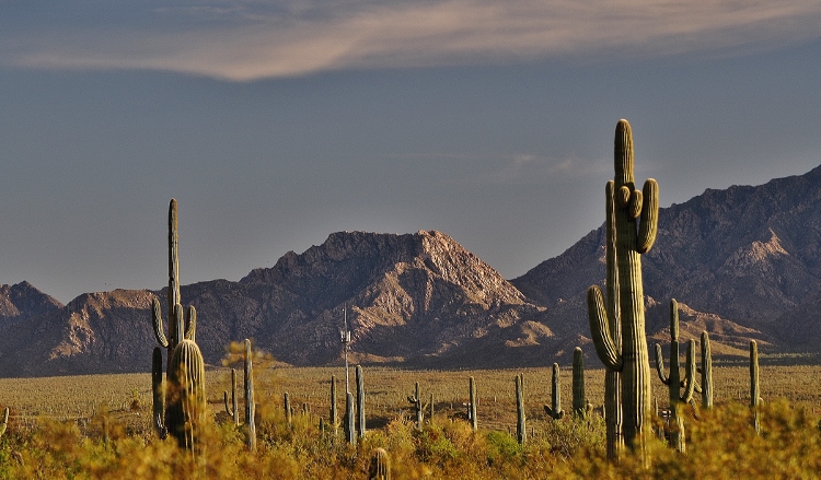 desert floor